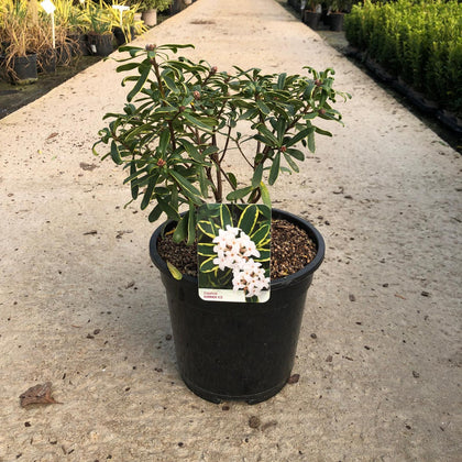 Daphne x transatlantica Summer Ice 10 Litre Pot
