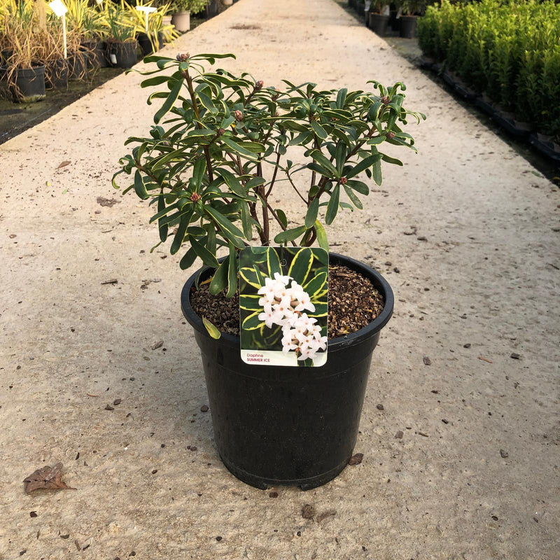 Daphne x transatlantica Summer Ice 10 Litre Pot