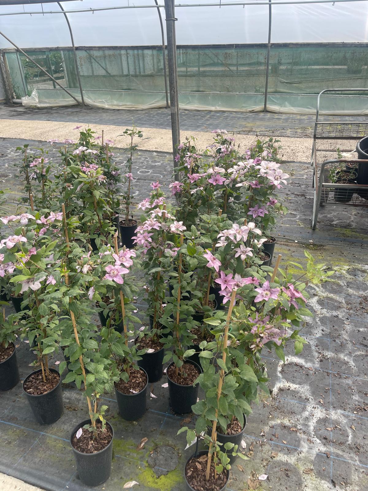 Clematis Hagley Hybrid 3 Litre Pot