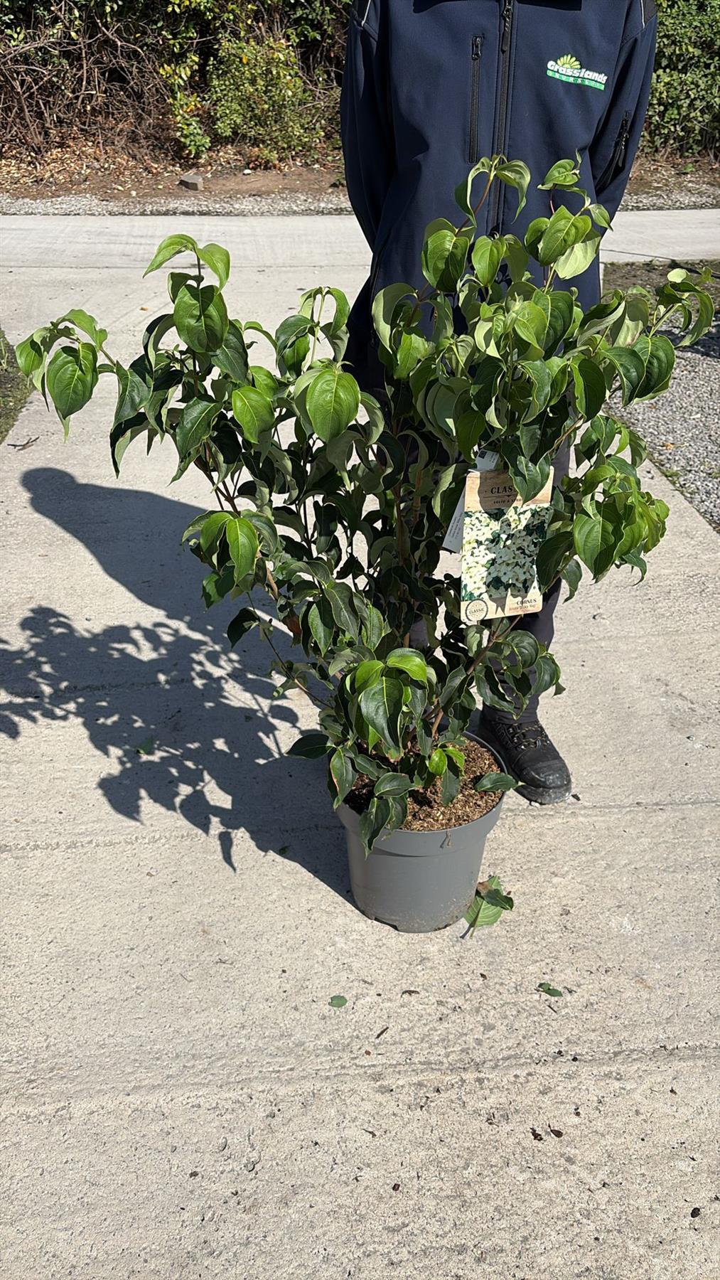 Cornus Kousa Milky Way 12 Litre Pot 80/100cm Tall