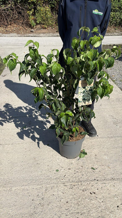 Cornus Kousa Milky Way 12 Litre Pot 80/100cm Tall