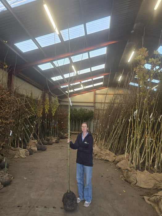 Populus can. Robusta 8/10cm Girth Root Ball