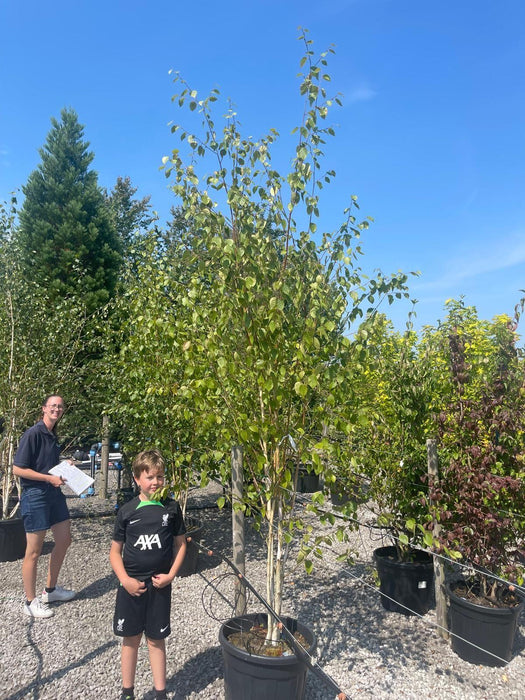 Betula Utilis Multi Stem 2.5-3M Pot Grown