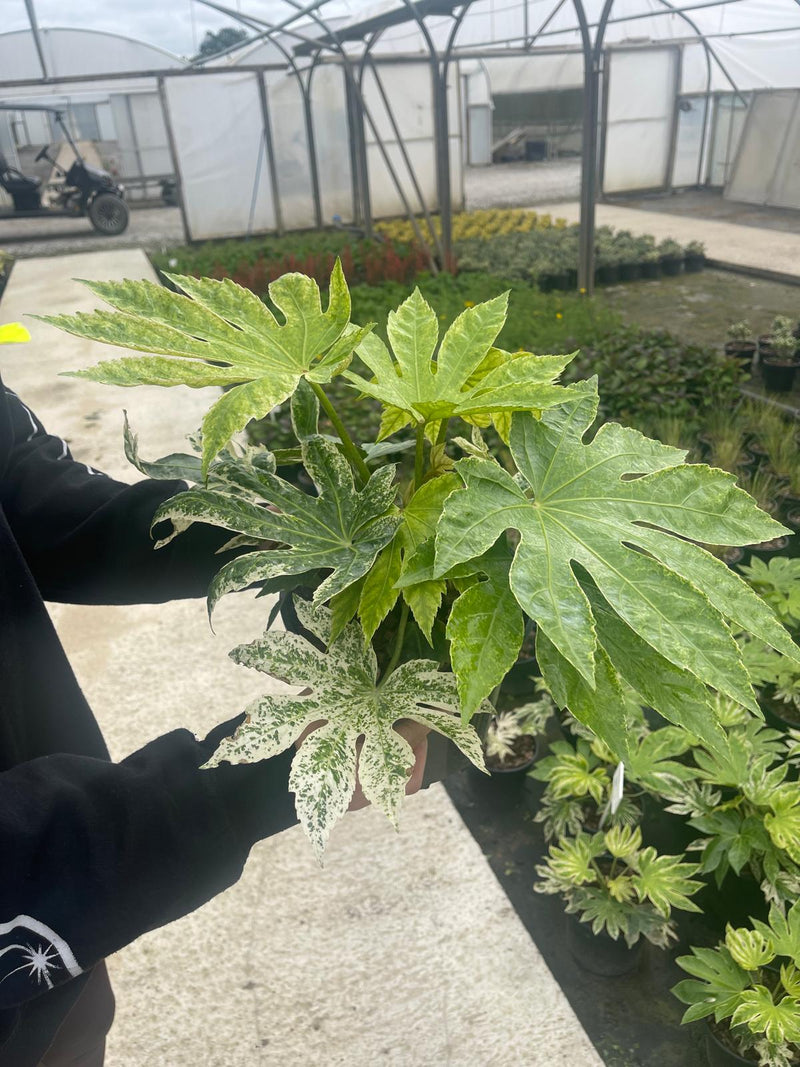 Fatsia Spiders Web - Caster Oil Plant 3 Litre Pot