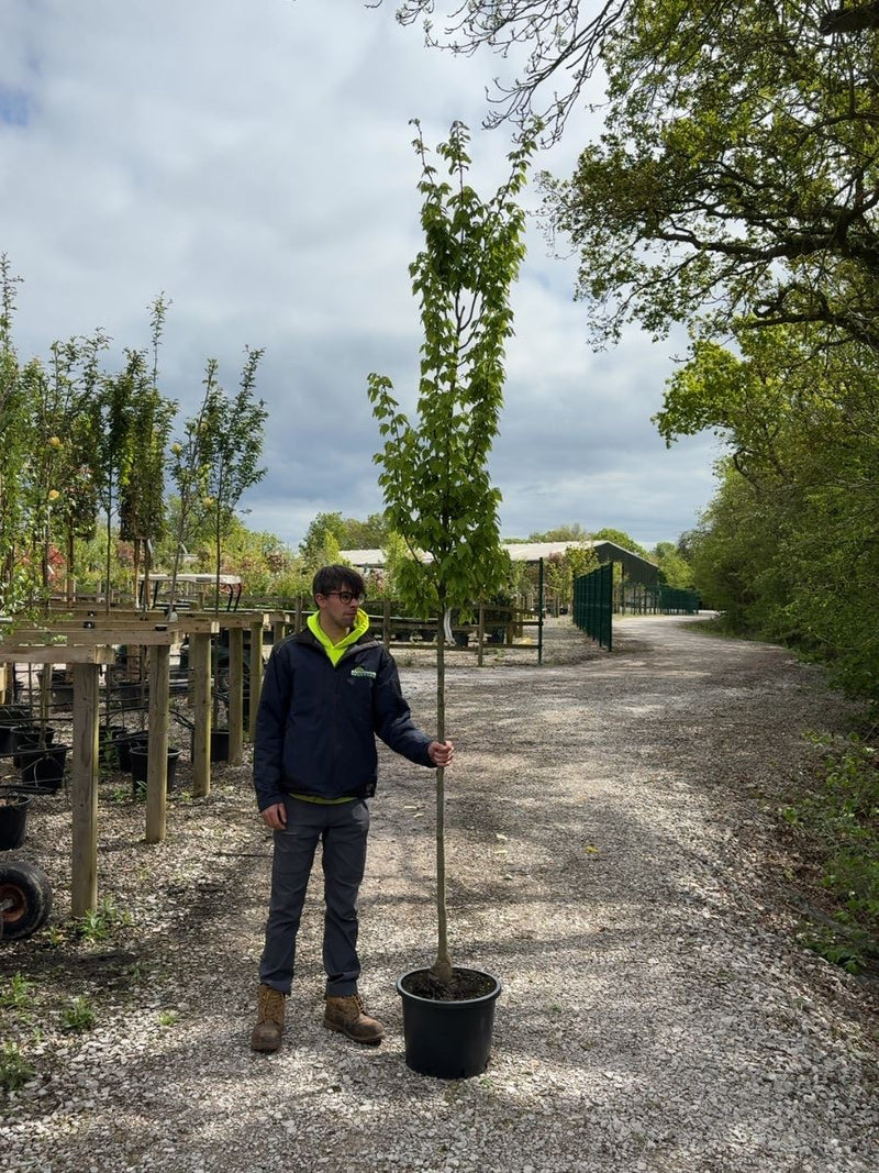 Carpinus Bet Frans Fontaine 8/10cm Girth