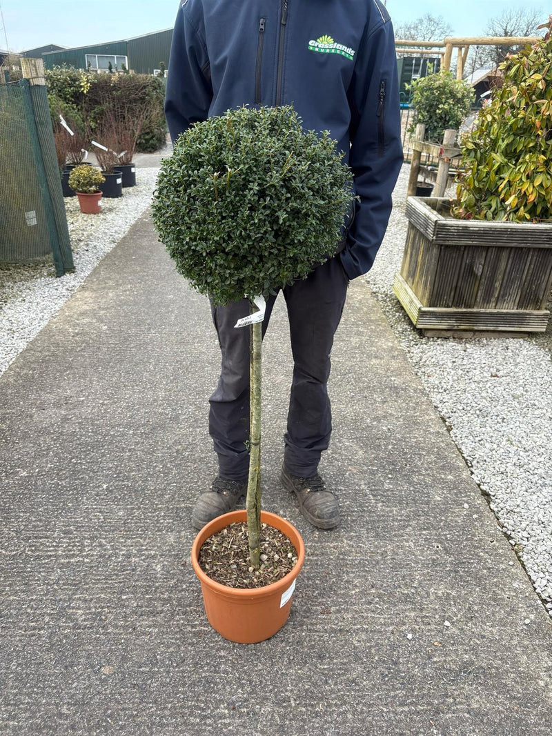 Ilex Crenata Dark Green 1/2 Standard 12 Litre Pot 80cm Stem