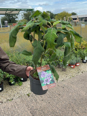 Hydrangea Aspera Macrophylla 4 Litre Pot 40/60cm