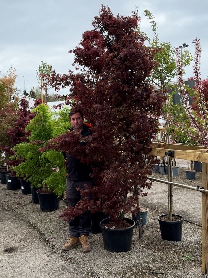 Acer Palmatum Skeeters Broom 40 Litre Pot Huge Specimen
