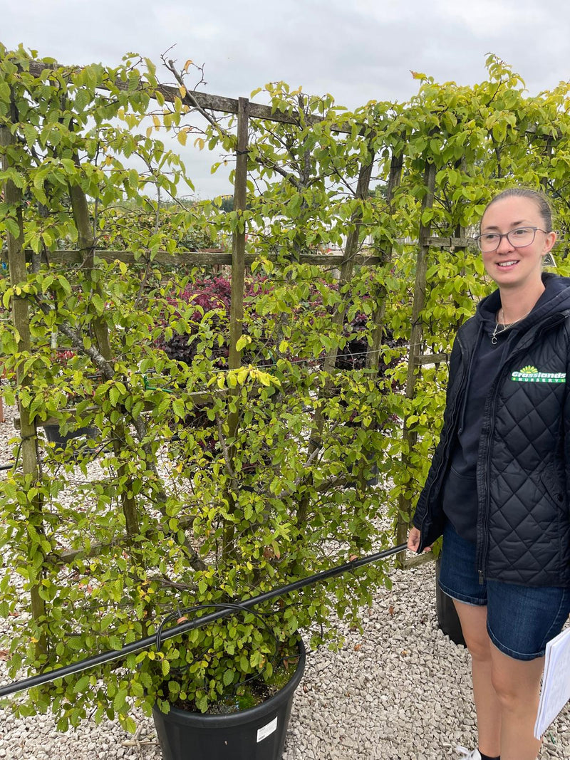 Carpinus Betulus Pleached Frame 160cm x 110cm