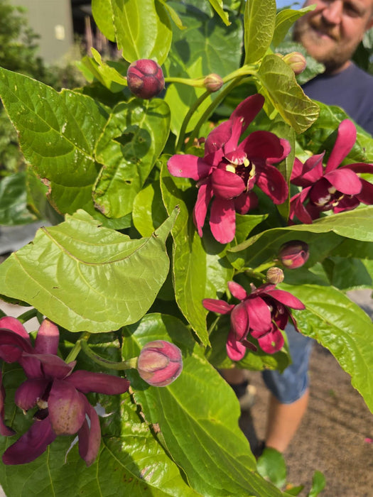 Calycanthus Aphrodite 20 Litre 200/250cm