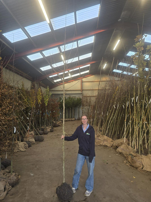 Acer Campestre Std 8-10cm Girth