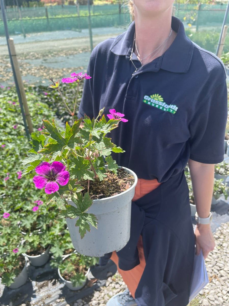 Geranium Dragon Heart 2 Litre Pot