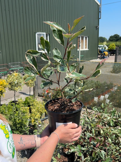 Photinia Louise 3 Litre Pot