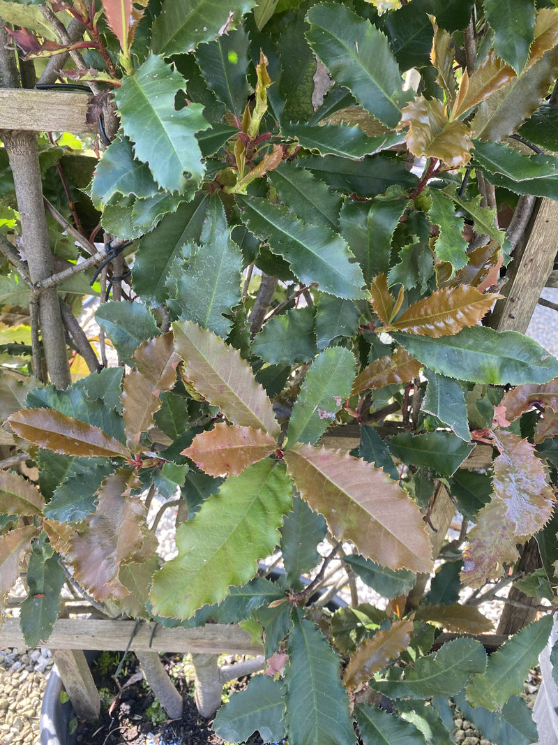Photinia Crunchy 30L 120x70