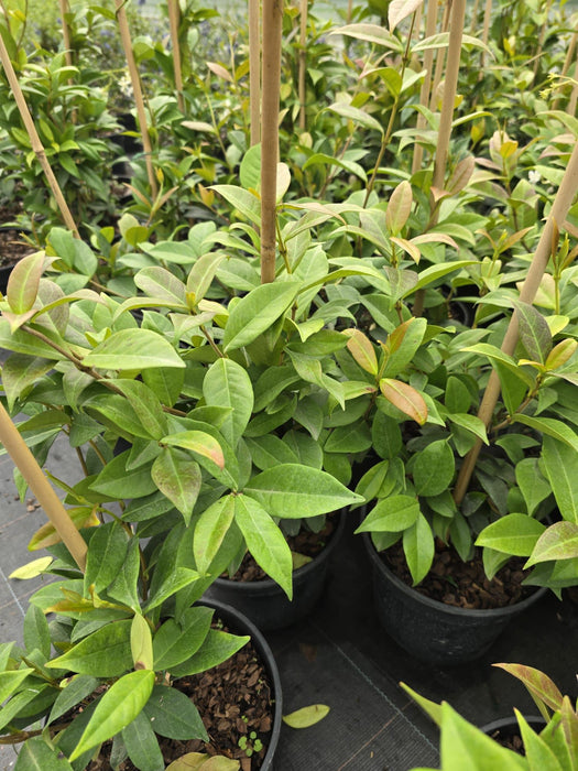 Trachelospermum Jasminoides 2 Litre Pot