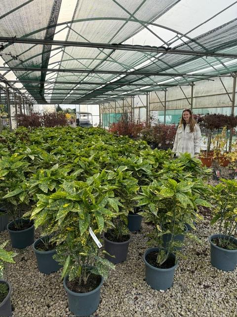 Aucuba Japonica Crotonifolia 15 Litre Pot