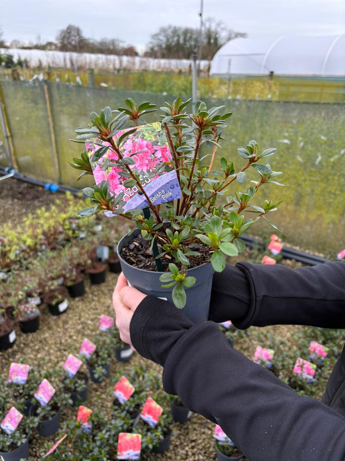 Azalea Japonica Geisha Pink 1.5 Litre Pot