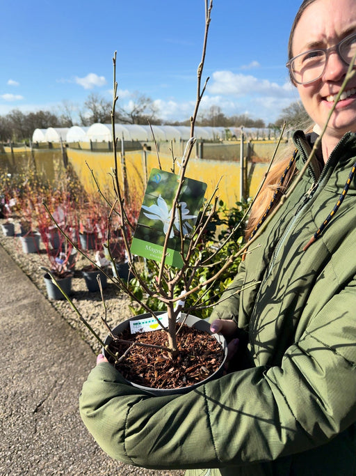 Magnolia Stellata 4 Litre Pot