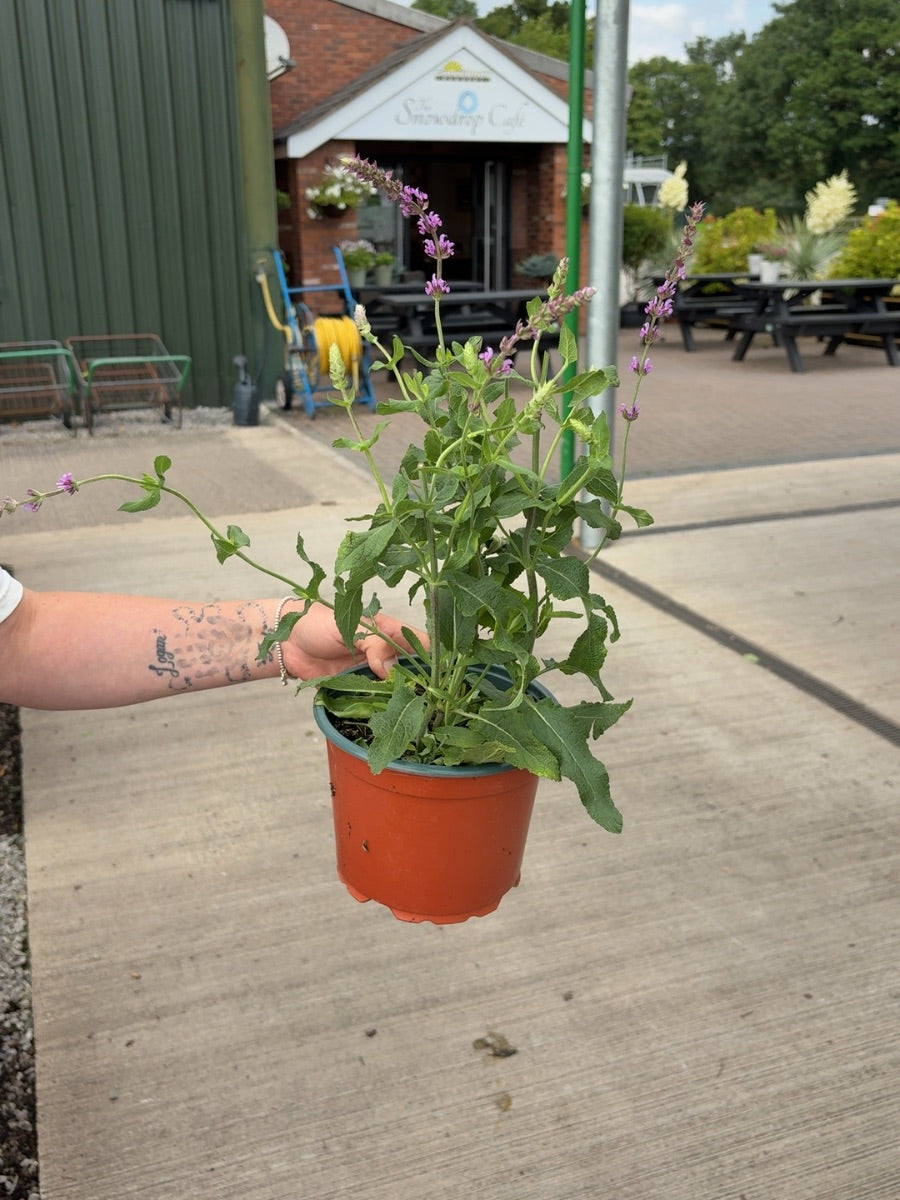 Salvia nemorosa Amethyst 2 Litre Pot