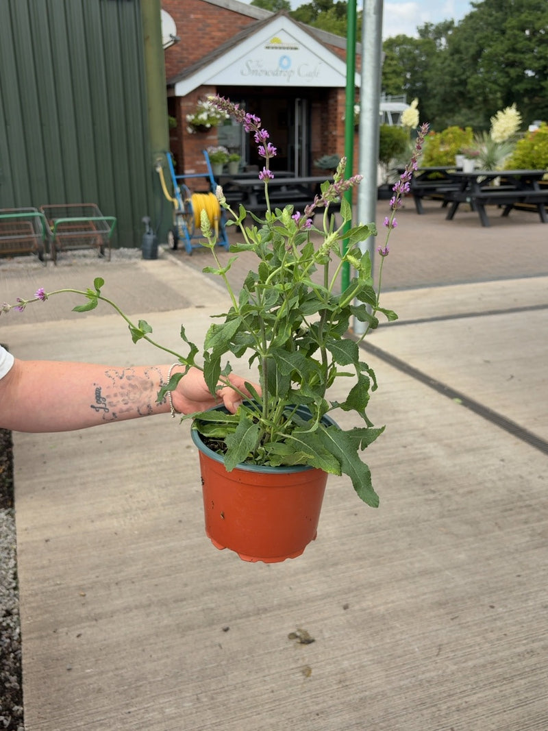 Salvia nemorosa Amethyst 2 Litre Pot