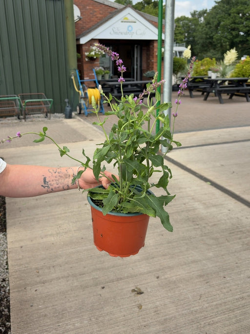 Salvia nemorosa Amethyst 2 Litre Pot