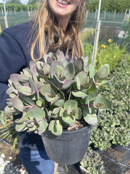Sedum Seduction Cherry Chocolate 3 Litre Pot