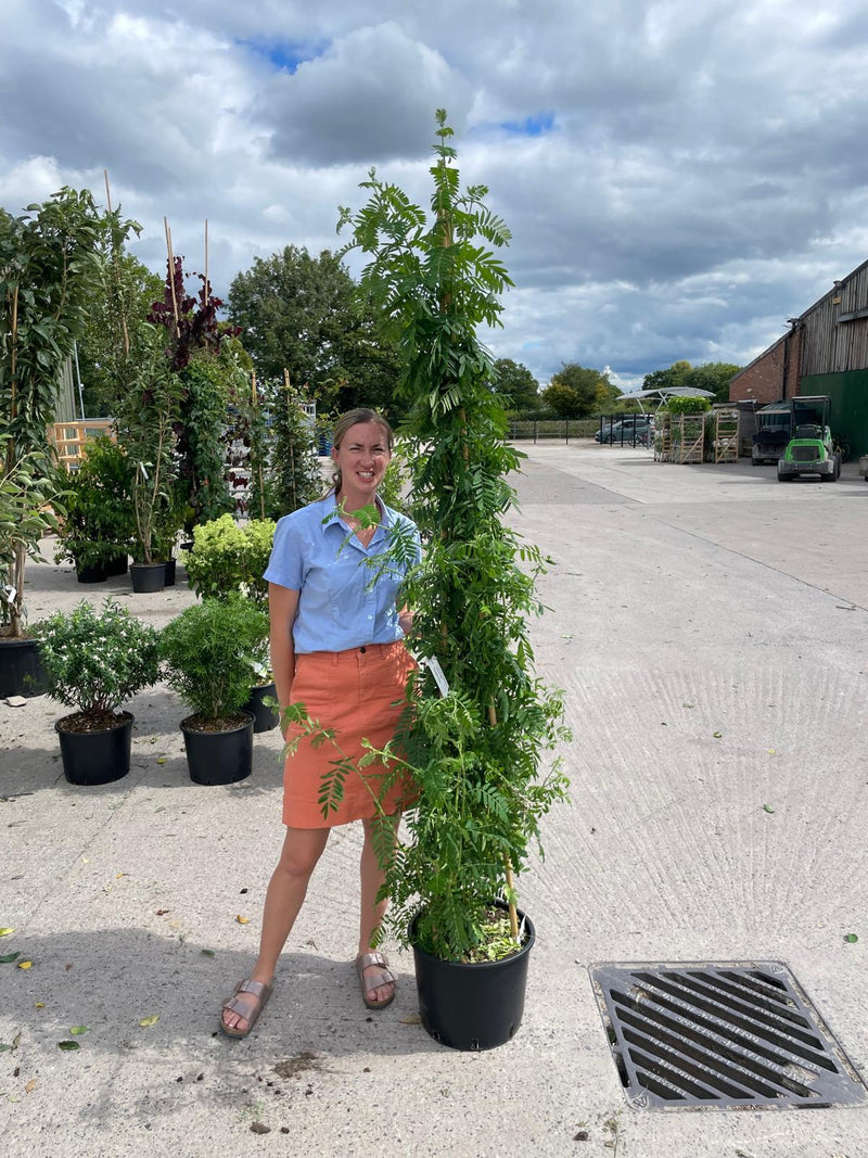 Clianthus puniceus White Heron 20 Litre Pot 175/200cm Tall