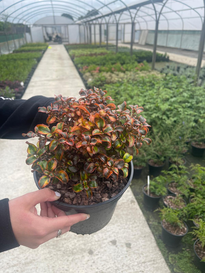 Coprosma Tequilea Sunrise 3 Litre Pot