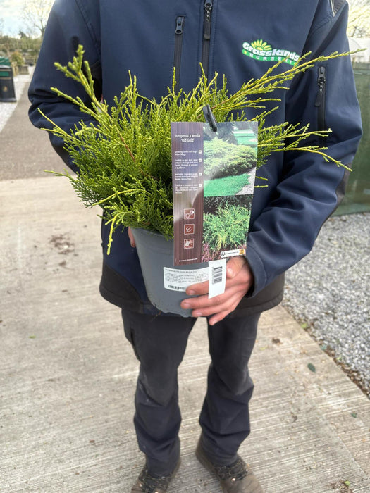 Juniperus Old Gold 4 Litre Pot