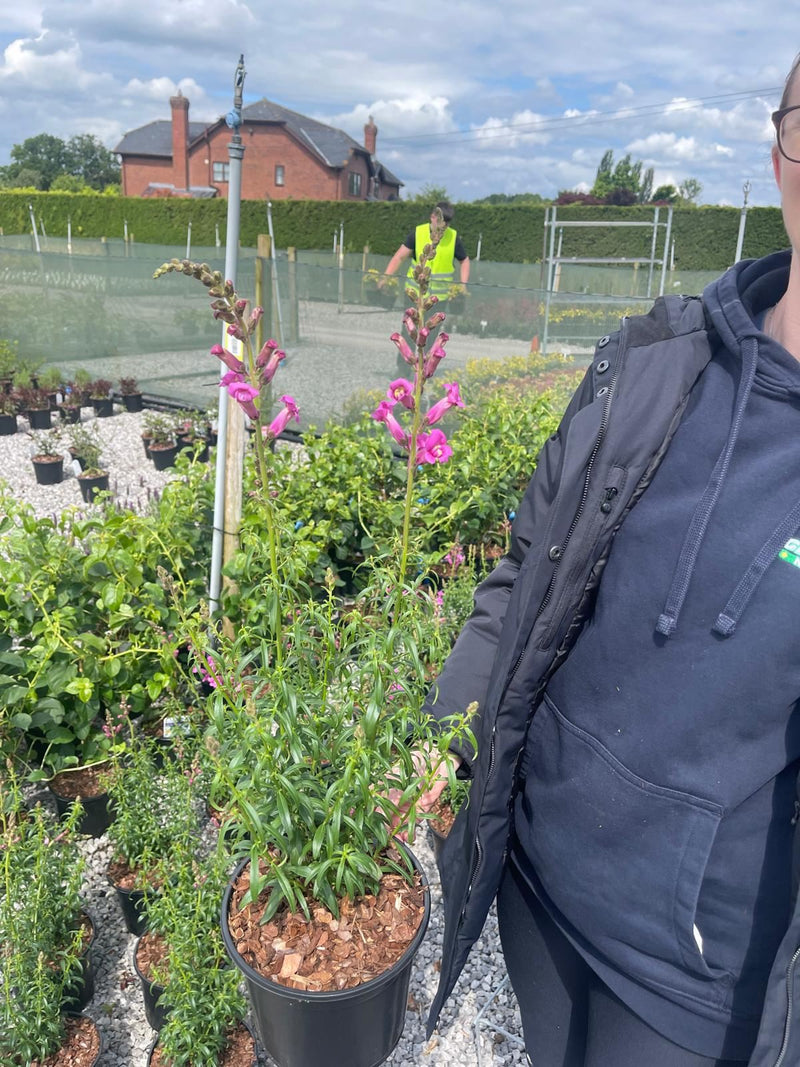 Antirrhinum Pretty in Pink 3 Litre Pot