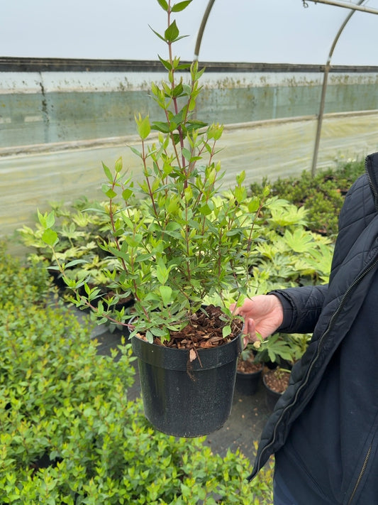 Abelia Sherwood 3 Litre Pot