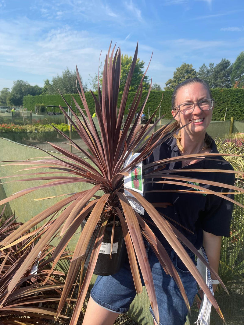 Cordyline Red Star 7 Litre Pot