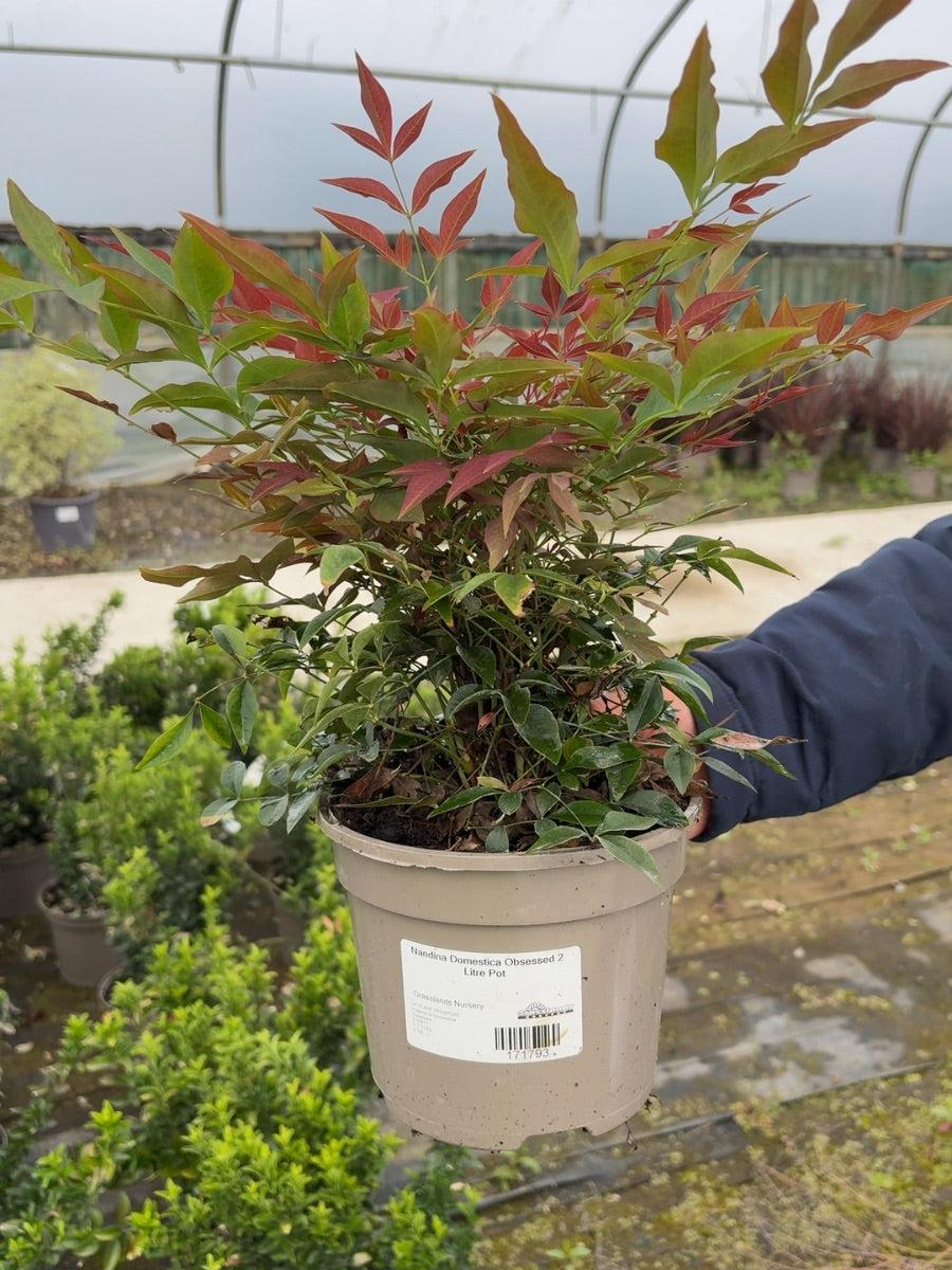 Nandina Domestica Obsessed 2 Litre Pot