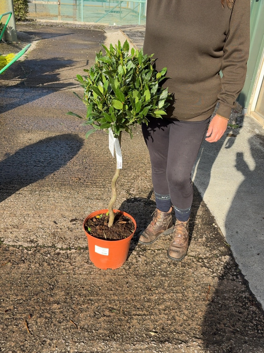 Laurus Nobilis 1/2 Standard 60cm Spiral Stem 10 Litre Pot