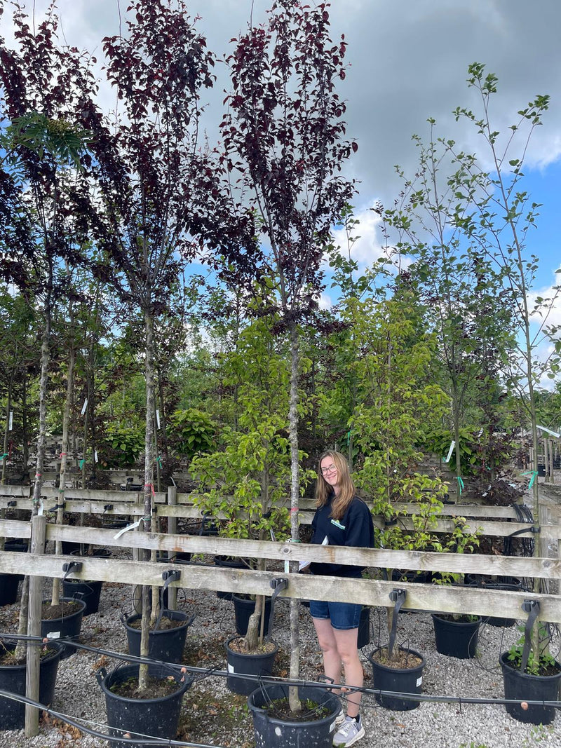 Prunus cer. Nigra 10/12 Girth Extra Heavy Standard