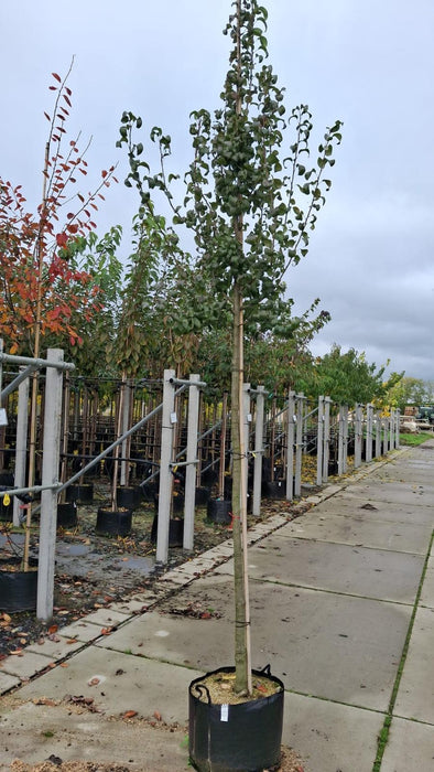 Pear Beurre Hardy 10/12cm Girth Pot Grown