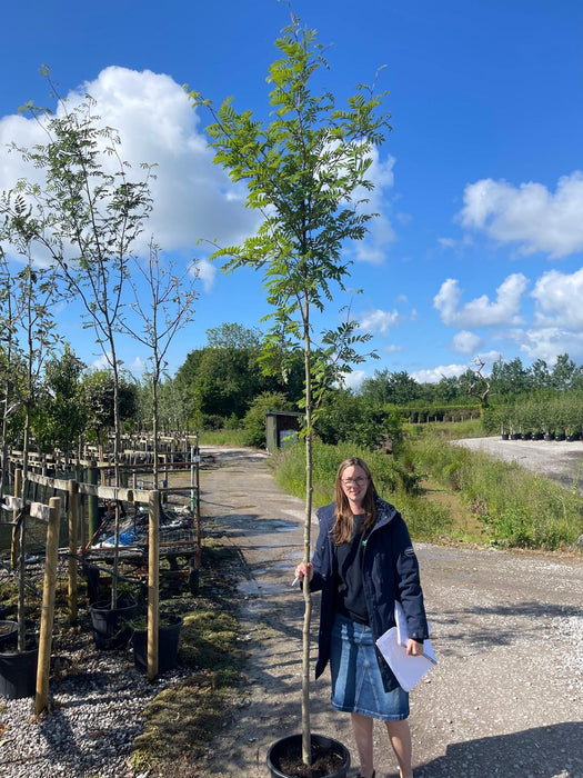 Sorbus Aucuparia Rootballed Standard 10/12cm Girth