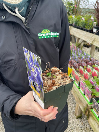 Aquilegia Spring Magic White 11cm Pot