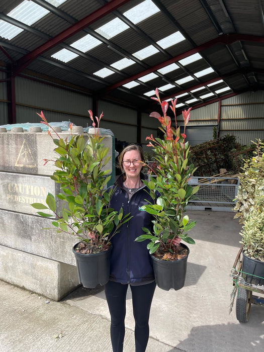 Photinia Red Robin Bush 9 Litre Pot
