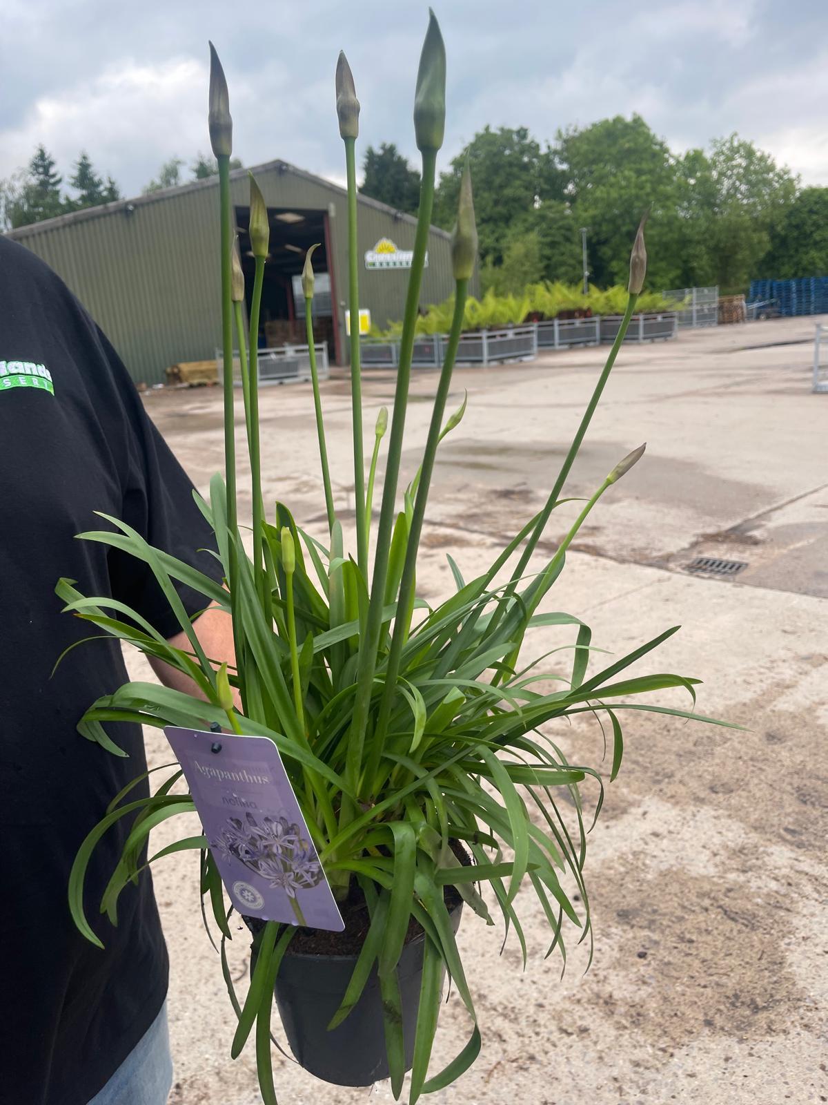 Agapanthus L'Amour D'Ete Bleu 2 Litre Pot