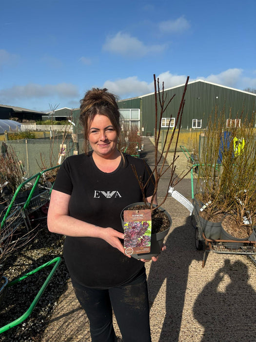 Cotinus coggygria Royal Purple 4 Litre Pot