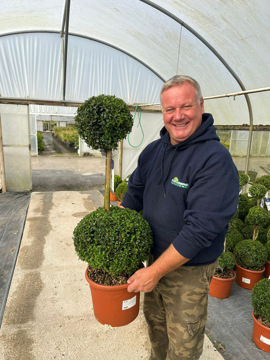 Buxus Sempervirens Duo-Ball Stack 12 Litre Pot