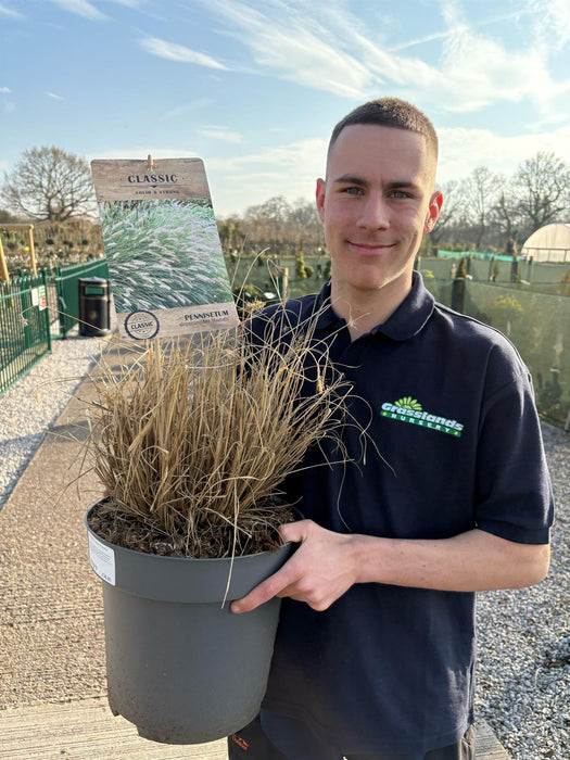 Pennisetum Al. Hameln 12 Litre Pot