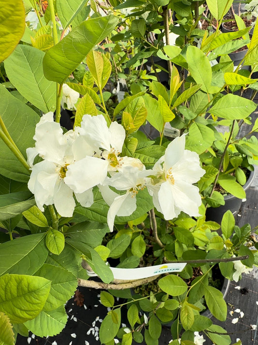 Exochorda serratifolia Snow White 10 Litre Pot