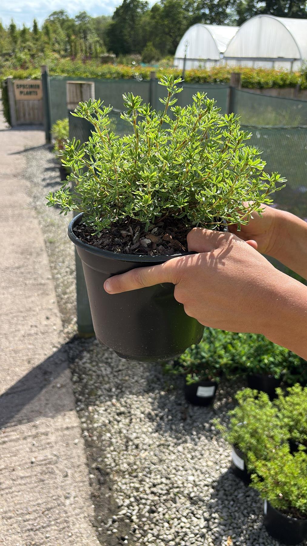 Potentilla fruticosa Hopley's Orange 3 Litre Pot