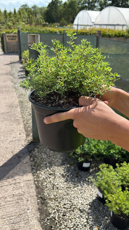 Potentilla fruticosa Hopley's Orange 3 Litre Pot
