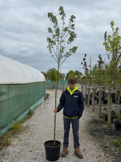 Sorbus Aria 8/10cm Girth Root Ball Delivery From November Onwards