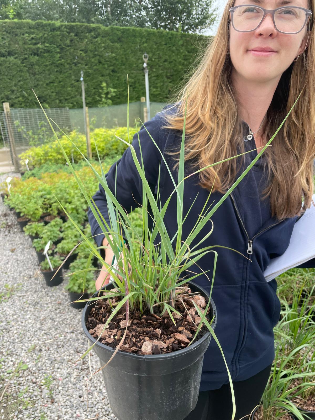 Panicum Virgatum Prairie Sky 3 Litre Pot