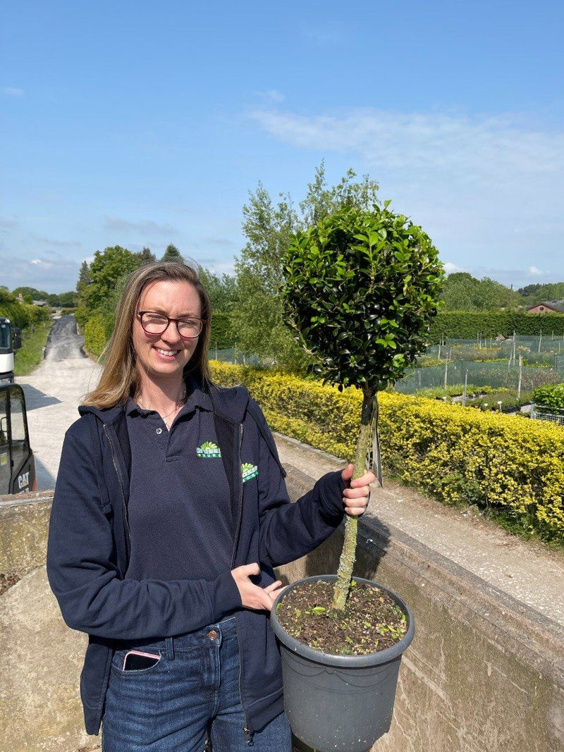 Buxus Or Box 1/4 Standard 40/50cm Stem