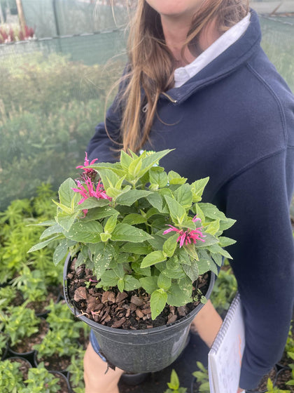 Monarda Cranberry Lace 3 Litre Pot